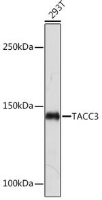 TACC3 Antibody in Western Blot (WB)