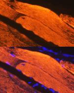 Calsequestrin Antibody in Immunohistochemistry (Paraffin) (IHC (P))