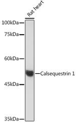 Calsequestrin Antibody in Western Blot (WB)