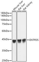 ENTPD5 Antibody in Western Blot (WB)