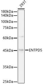 ENTPD5 Antibody in Western Blot (WB)