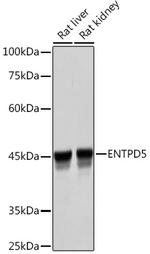 ENTPD5 Antibody in Western Blot (WB)