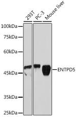 ENTPD5 Antibody in Western Blot (WB)