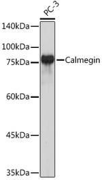 CLGN Antibody in Western Blot (WB)