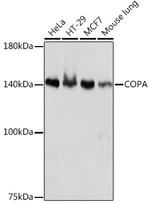 alpha COP Antibody in Western Blot (WB)