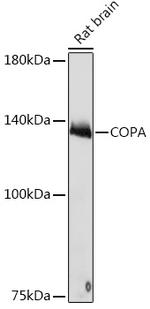 alpha COP Antibody in Western Blot (WB)