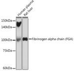 Fibrinogen alpha chain Antibody in Western Blot (WB)