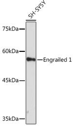 EN1 Antibody in Western Blot (WB)