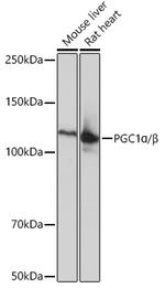 PGC1 alpha/beta Antibody in Western Blot (WB)