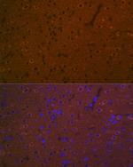 HTR7 Antibody in Immunohistochemistry (Paraffin) (IHC (P))