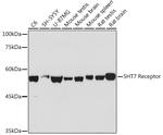 HTR7 Antibody in Western Blot (WB)