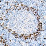 Human IgD Antibody in Immunohistochemistry (Paraffin) (IHC (P))