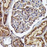 Human IgM Antibody in Immunohistochemistry (Paraffin) (IHC (P))