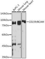 BCAM Antibody in Western Blot (WB)