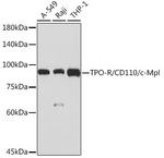 c-Mpl Antibody in Western Blot (WB)