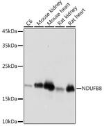 NDUFB8 Antibody in Western Blot (WB)