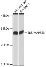 MAPRE3 Antibody in Western Blot (WB)