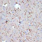 IBA1 Antibody in Immunohistochemistry (Paraffin) (IHC (P))