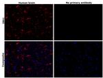 IBA1 Antibody in Immunohistochemistry (Paraffin) (IHC (P))