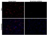 IBA1 Antibody in Immunohistochemistry (Paraffin) (IHC (P))