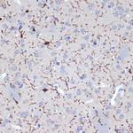 IBA1 Antibody in Immunohistochemistry (Paraffin) (IHC (P))