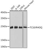 TC10 Antibody in Western Blot (WB)