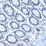 Cdc40 Antibody in Immunohistochemistry (Paraffin) (IHC (P))