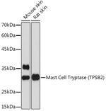 Tryptase Antibody in Western Blot (WB)