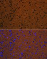 Syntaxin 1 Antibody in Immunocytochemistry (ICC/IF)