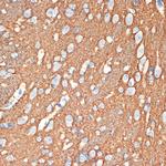 Syntaxin 1 Antibody in Immunohistochemistry (Paraffin) (IHC (P))