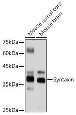 Syntaxin 1 Antibody in Western Blot (WB)