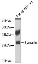 Syntaxin 1 Antibody in Western Blot (WB)