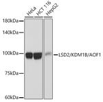 KDM1B Antibody in Western Blot (WB)