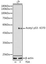 Acetyl-p53 (Lys370) Antibody in Western Blot (WB)