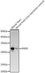 FADD Antibody in Western Blot (WB)