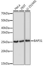 BAP31 Antibody in Western Blot (WB)