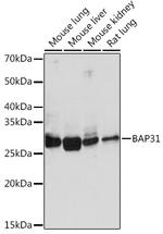 BAP31 Antibody in Western Blot (WB)