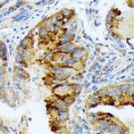 Lefty1/Lefty2 Antibody in Immunohistochemistry (Paraffin) (IHC (P))