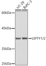 Lefty1/Lefty2 Antibody in Western Blot (WB)