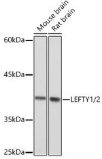 Lefty1/Lefty2 Antibody in Western Blot (WB)