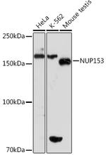 NUP153 Antibody in Western Blot (WB)