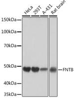 FNTB Antibody in Western Blot (WB)