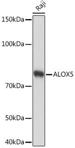 ALOX5 Antibody in Western Blot (WB)