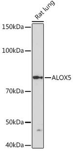 ALOX5 Antibody in Western Blot (WB)