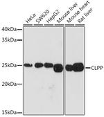 CLPP Antibody in Western Blot (WB)