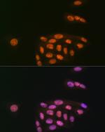 MYST1 Antibody in Immunocytochemistry (ICC/IF)