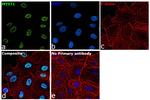 MYST1 Antibody in Immunocytochemistry (ICC/IF)