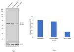 MYST1 Antibody