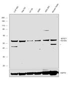 MYST1 Antibody in Western Blot (WB)