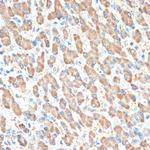 PON1 Antibody in Immunohistochemistry (Paraffin) (IHC (P))